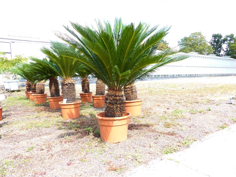 Mehrere Cycas revoluta Palmfarne in Pflanztöpfen im Außenbereich einer Gärtnerei.