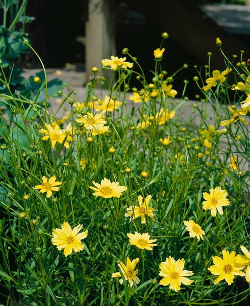 Coreopsis rosea 'Crcme Brulee', rosa, ca. 11x11 cm Topf
