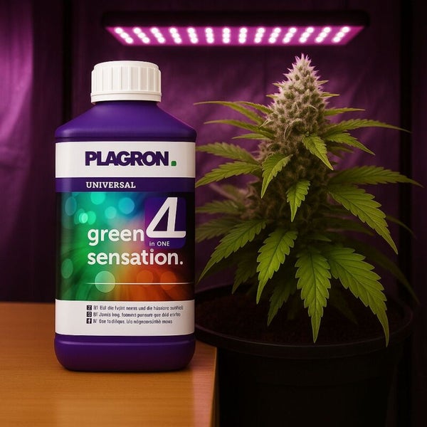 Plagron Green Sensation Dünger mit Hanfpflanze unter einer Wachstumslampe.