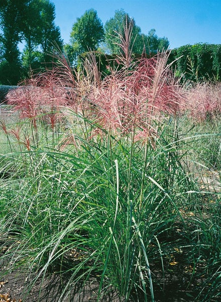 Chinaschilf im Garten