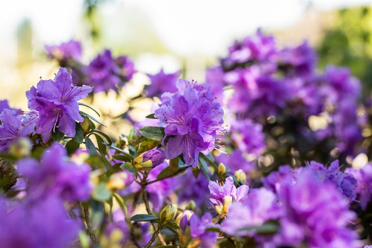Rhododendron russatum 'Azurwolke', blauviolett, 15–20 cm