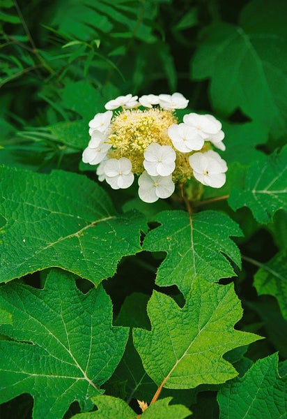 Hydrangea quercifolia 'Pee Wee', Eichenblatthortensie, 30–40 cm
