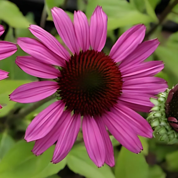 Nahaufnahme einer einzelnen rosafarbenen Kegelblume mit dunklem Zentrum.