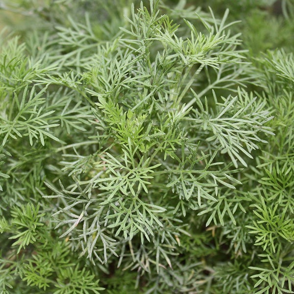 Nahaufnahme von Beifußkraut