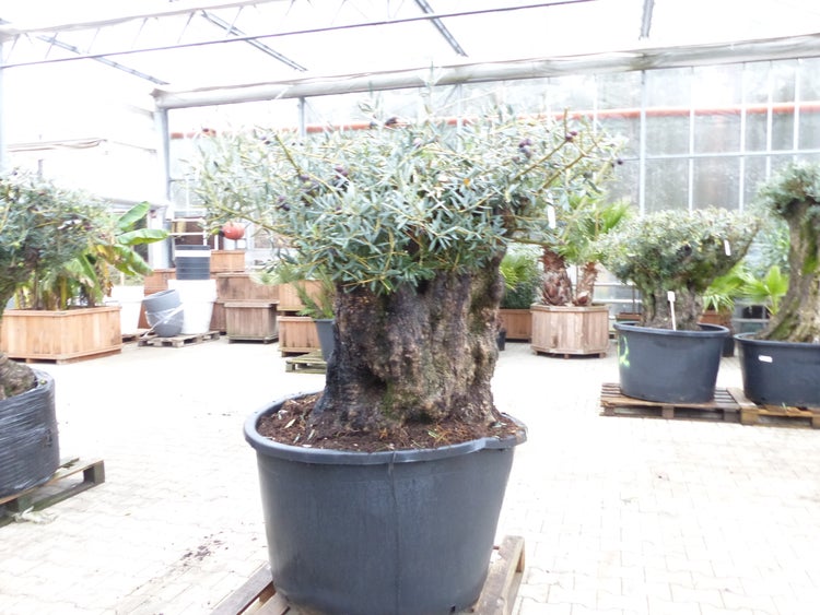 exakt dieser Baum Nr. 318, 180 cm, Olivenbaum, Bonsai, knorrige alte urige Olive winterhart