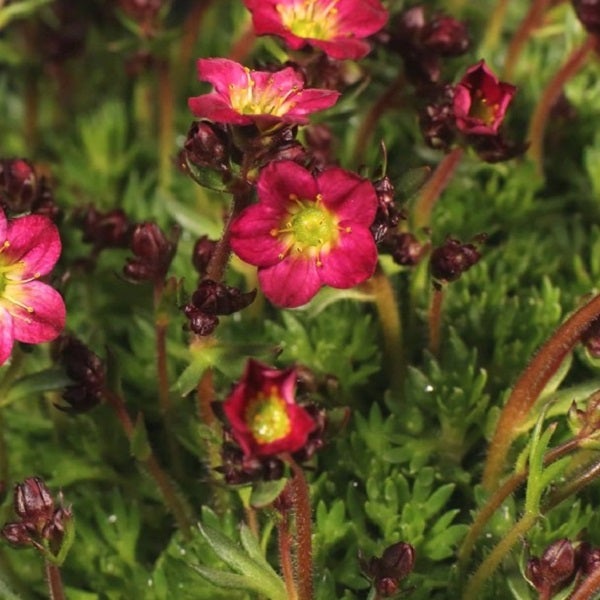 Nahaufnahme von rotblühendem Steinbrech