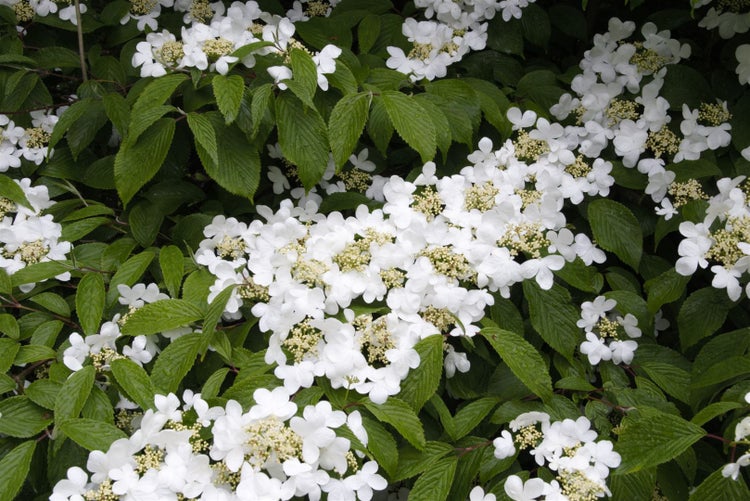 Viburnum plicatum 'Summer Snowflake', Japanischer Schneeball, 30–40 cm