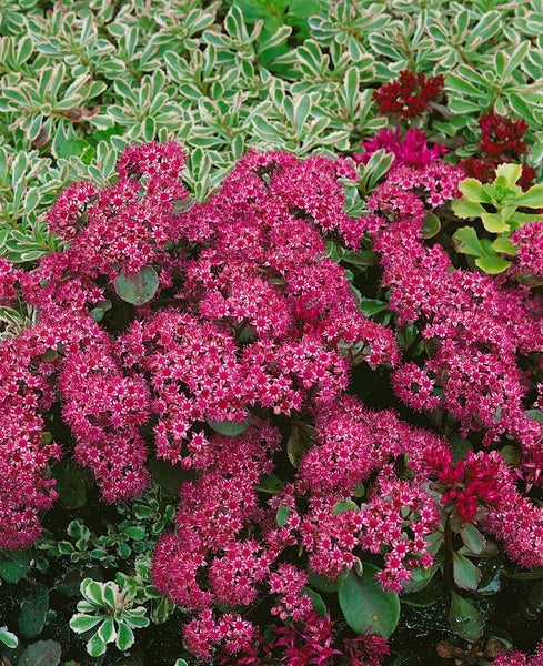 Sedum cauticola 'Vera Jameson', Fetthenne, purpurrot, ca. 9x9 cm Topf