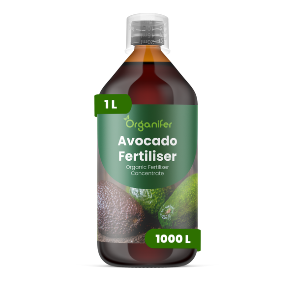Avocados mit unebener Schale in verschiedenen Reifegraden. Organifer Logo.