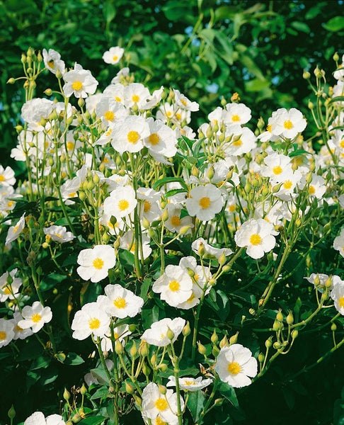 Cistus laurifolius, Zistrose, immergrün, ca. 11x11 cm Topf