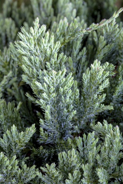 Juniperus horizontalis 'Blue Chip', Kriech-Wacholder, blaugrün, 20–25 cm