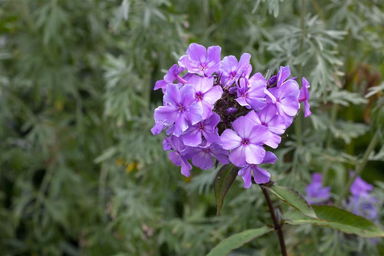 Phlox paniculata 'Blue Paradise', Flammenblume, blau-violett, ca. 11x11 cm Topf