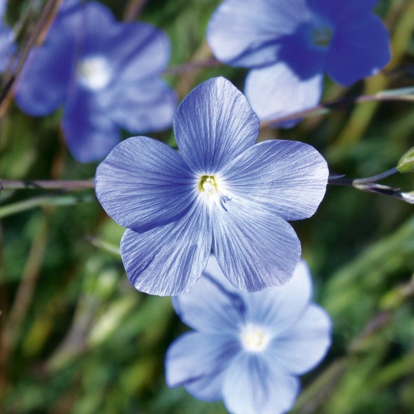 Nahaufnahme einer blauen Leinblüte mit fünf Blütenblättern und gelber Mitte.