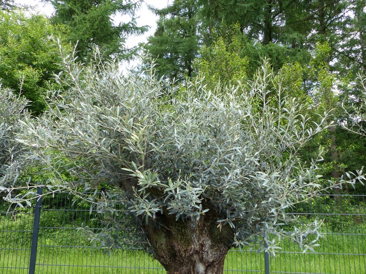 genau dieser Baum L7 Olivenbaum 245 cm, knorrige alte urige Olive winterhart