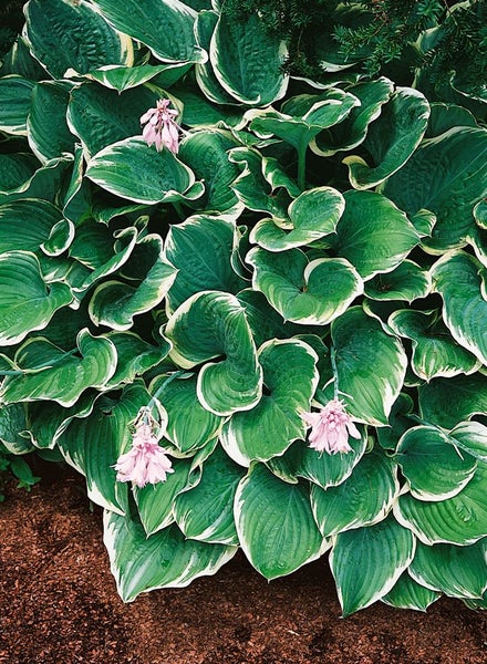 Hosta fluctuans 'Sagae', Funkie, grün-gelb, ca. 11x11 cm Topf