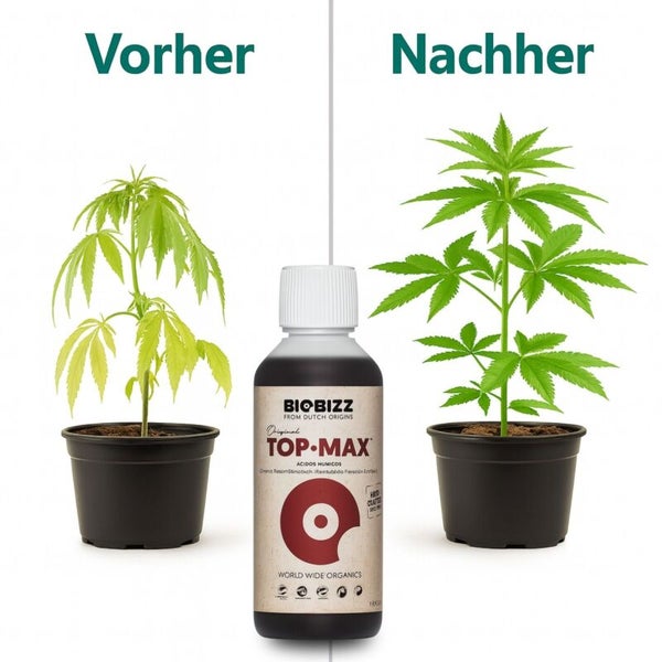 Vorher-Nachher-Vergleich einer Pflanze mit Biobizz Top-Max. Links eine kleine Pflanze, rechts eine größere, kräftigere Pflanze im Topf.