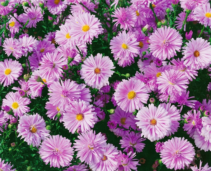 Aster novi-belgii 'Fellowship', Glattblatt-Aster, rosa, ca. 9x9 cm Topf