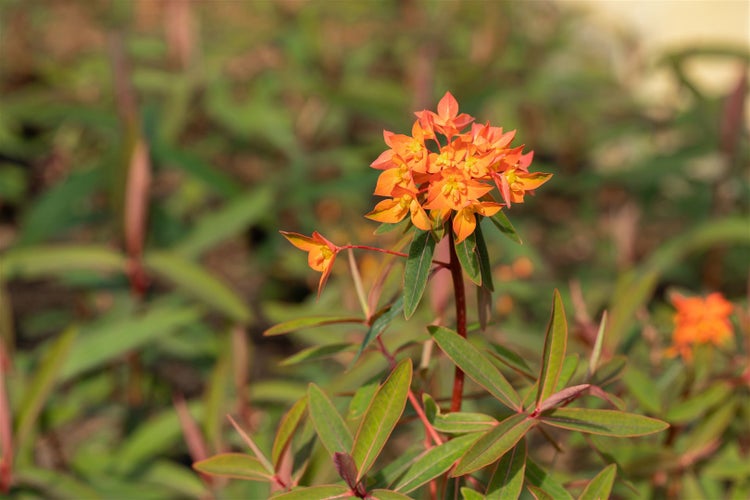 Euphorbia griffithii 'Fireglow', Wolfsmilch, orange-rot, ca. 11x11 cm Topf