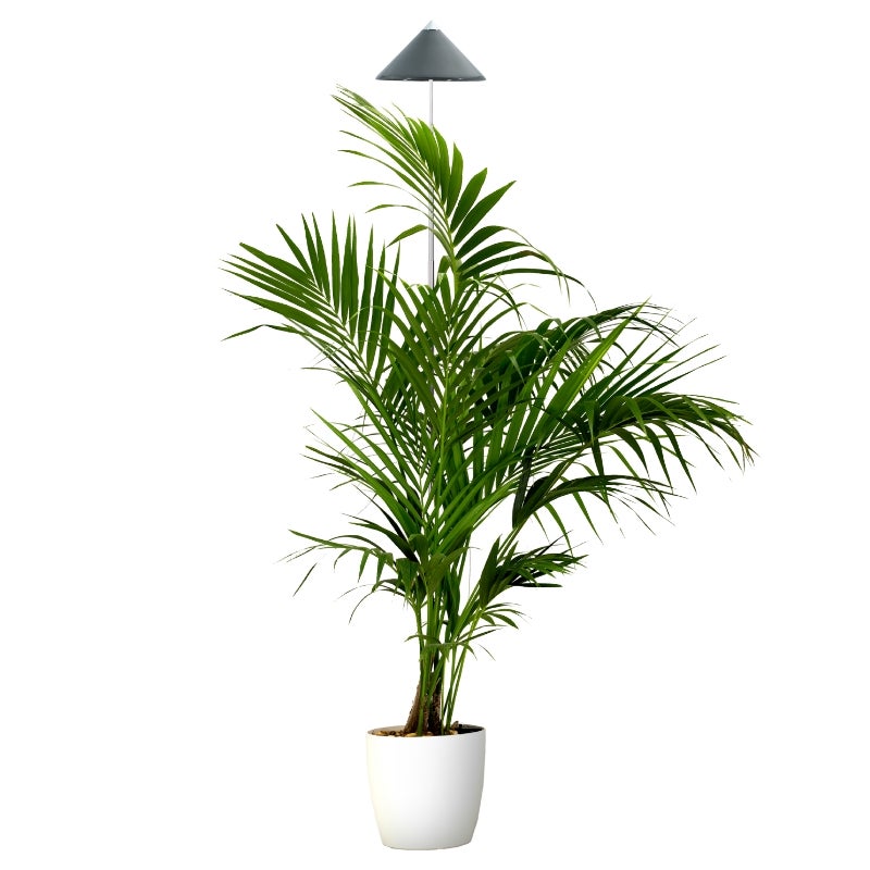 Parus by Venso SUNLiTE XL LED Vollspektrum Pflanzenlampe Grau 25W Indoor Plants Pflanzen Beleuchtung, mit ausziehbarem Teleskopstab, Parus Pflanzenlampe für große und kleine Zimmerpflanzen
