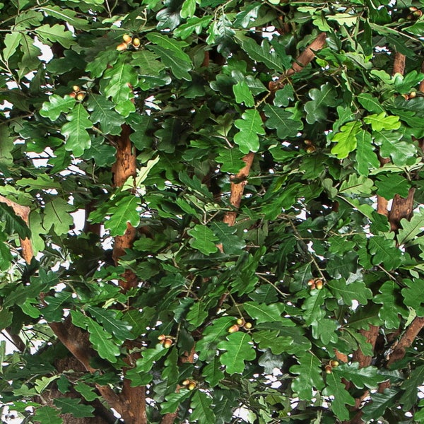 Nahaufnahme von Eichenblättern mit Eicheln an einem Baum.