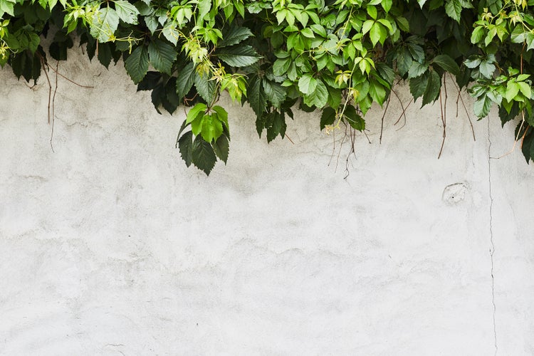 Eine verputzte Steinmauer mit üppigem, grünem wildem Wein, der von oben über die Wand hängt.