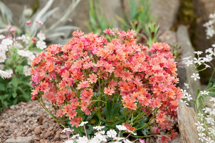 Lewisia longipetala 'Little Plum', rosa Blüten, ca. 9x9 cm Topf