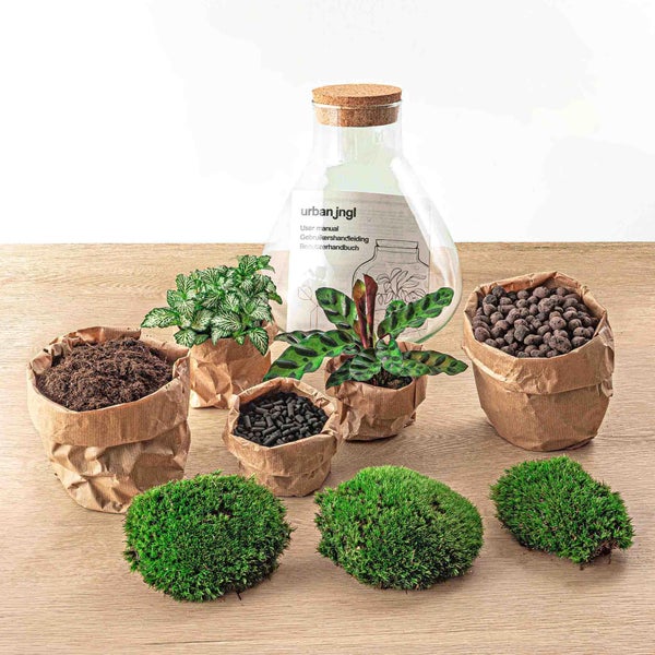 Flaschengarten Sammie - DIY-Pflanzenterrarium - 27 cm - mit Calathea-Pflanze