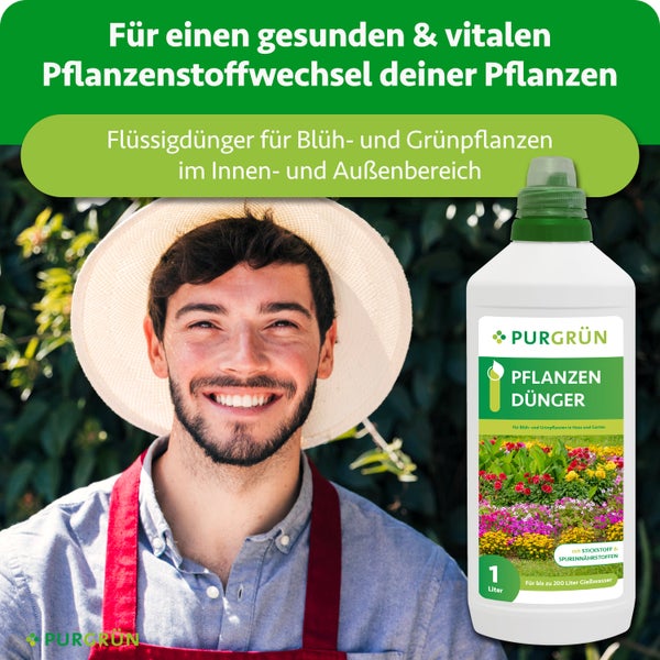 Nahaufnahme eines Zweigs der Blauen Atlaszeder