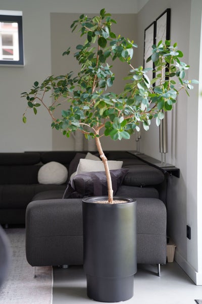 Zimmerpflanze in hohem zylindrischem schwarzem Pflanzgefäß vor grauem Sofa in hellem Wohnzimmer.