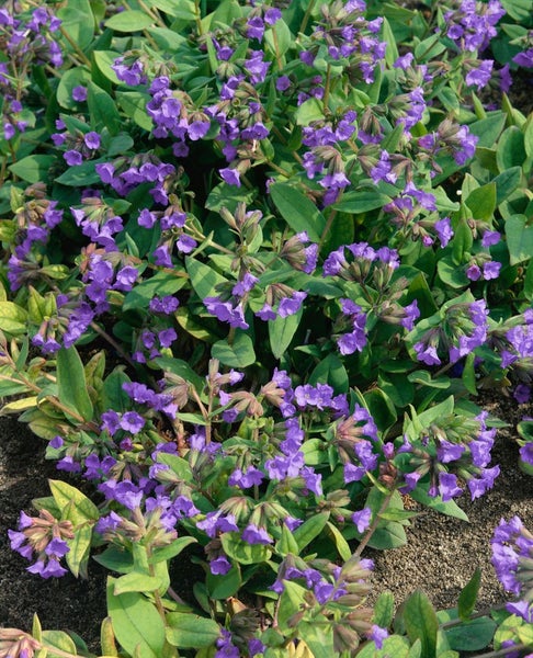 Lungenkraut mit violetten Blüten und grünen Blättern.