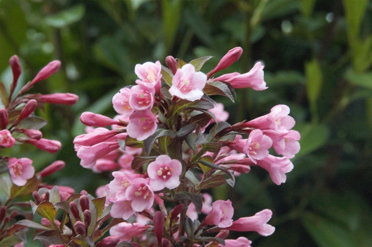 Weigela florida 'Nana Purpurea', Weigelie, purpurrot, 40–60 cm