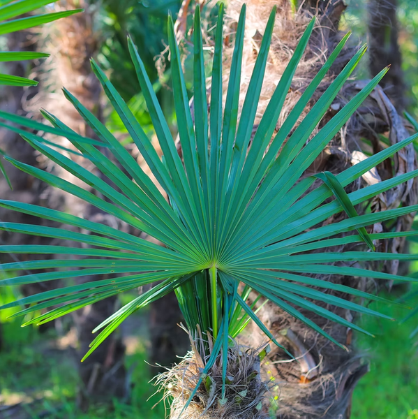 Trachycarpus fortunei 150 - 180 cm Palme Hanfpalme, winterhart bis -19°C