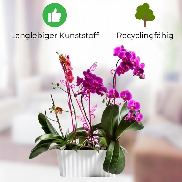 Orchideentopf Blumentopf Blumenkasten für Orchideen Übertopf mehrere Pflanzen durchsichtig Kunststoff glas