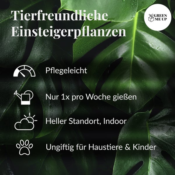 Green Me Up Große Glückskastanie mit Übertopf, 100-110cm