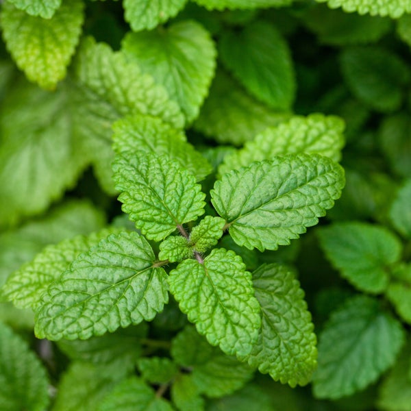 Dachfenster mit Rahmen zur Montage