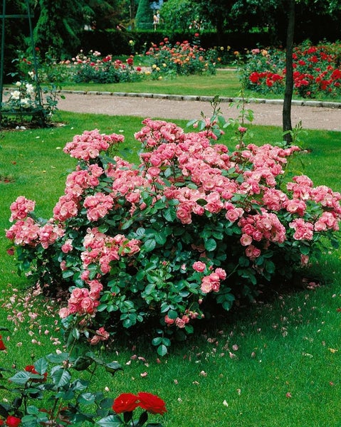 Rosa 'Angela', Beetrose, rosa, 5-7,5 Liter Container