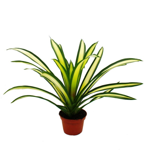 Ausgefallene XL-Bromelien Nature's Touch - Guzmania torchita - Exotische Blattschönheit - 15cm Topf