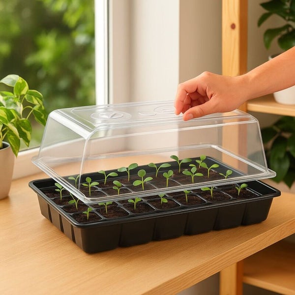 Zimmergewächshaus aus Kunststoff mit schwarzer Anzuchtschale und transparentem Deckel, junge Keimlinge in Erde auf einem hellen Holztisch.