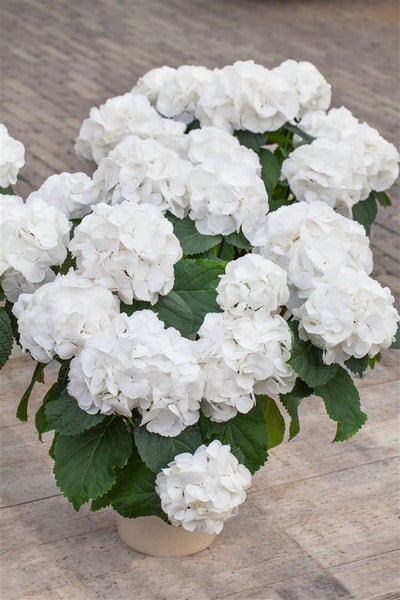 Hydrangea macrophylla 'Schneeball', Hortensie, weiß, 30–40 cm