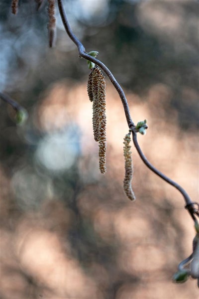 Corylus avellana 'Contorta', Korkenzieherhasel, 40–60 cm