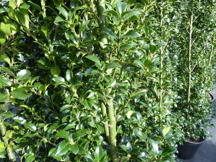 Eine Ilex Heckenpflanze in einem Pflanztopf mit glänzenden stacheligen Blättern.