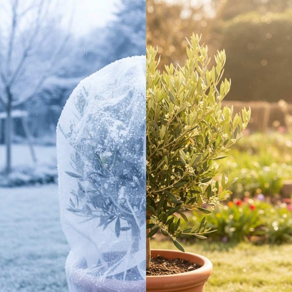 Ein Olivenbaum im Tontopf im direkten Vergleich: links winterlicher Winterschutz mit Vlieshaube im Schnee, rechts sommerlicher Garten bei Sonne.