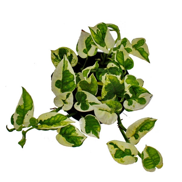 Epipremnum aureum N'Joy - Efeutute - kleinblättrig und weiss-bunt - 12cm Topf