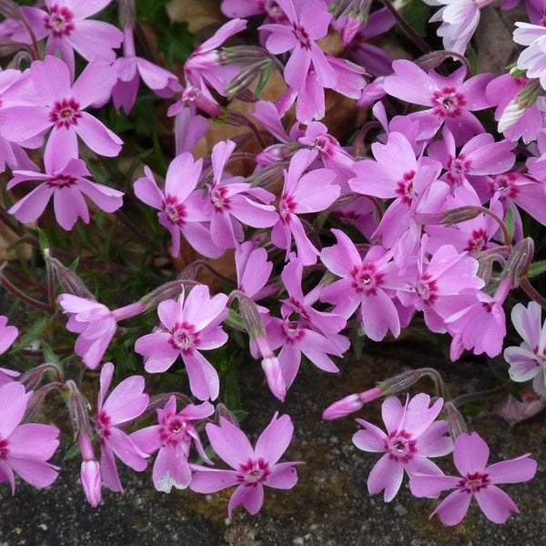 Blüten des Teppich-Phlox im Detail