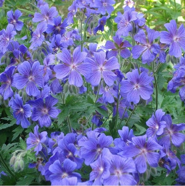 Nahaufnahme von blauen Storchschnabelblüten