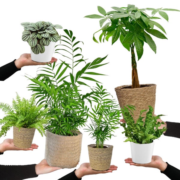 6er Box Zimmerpflanzen Happy Cat- mit Übertöpfen ø 17 cm – Tierfreundliches Set mit Zwergpfeffer, Bergpalme, Nestfarn, Schwertfarn & Glückskastanie - Höhe 15-70 cm