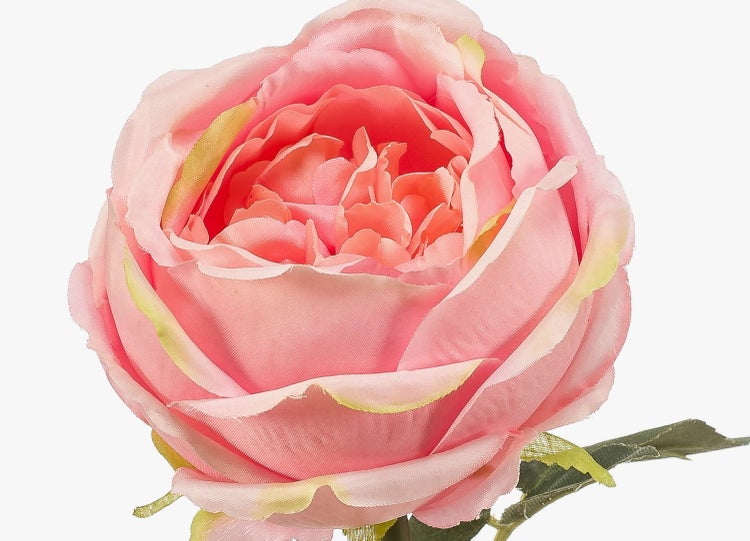 Tillandsia usneoides Louisianamoos hängend mit silbergrauen feinen Trieben.