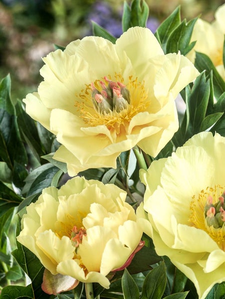 Paeonia 'Garden Treasure', Pfingstrose, gelb, 5-7,5 Liter Container