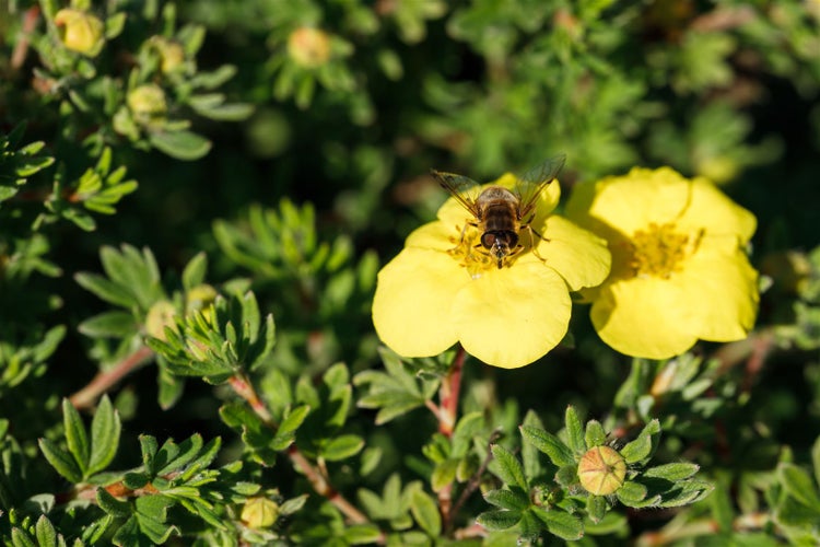 Potentilla fruticosa 'Kobold', Fingerstrauch, gelb, 25–30 cm