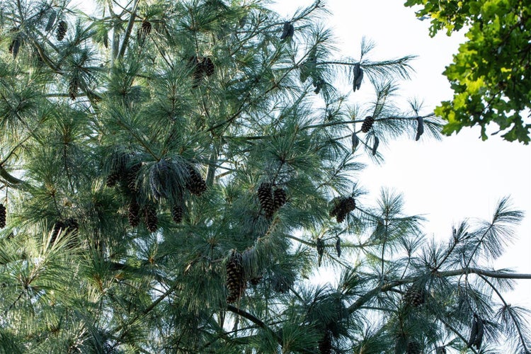 Nahaufnahme einer Kiefer mit Zapfen.